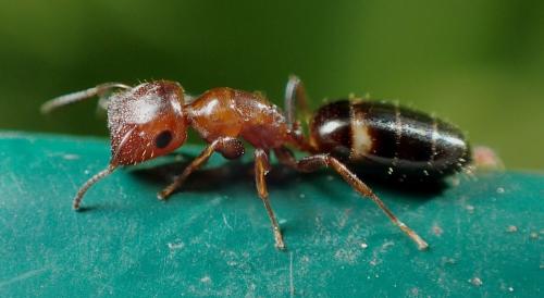 Réf. 245 240 : Colobopsis truncata